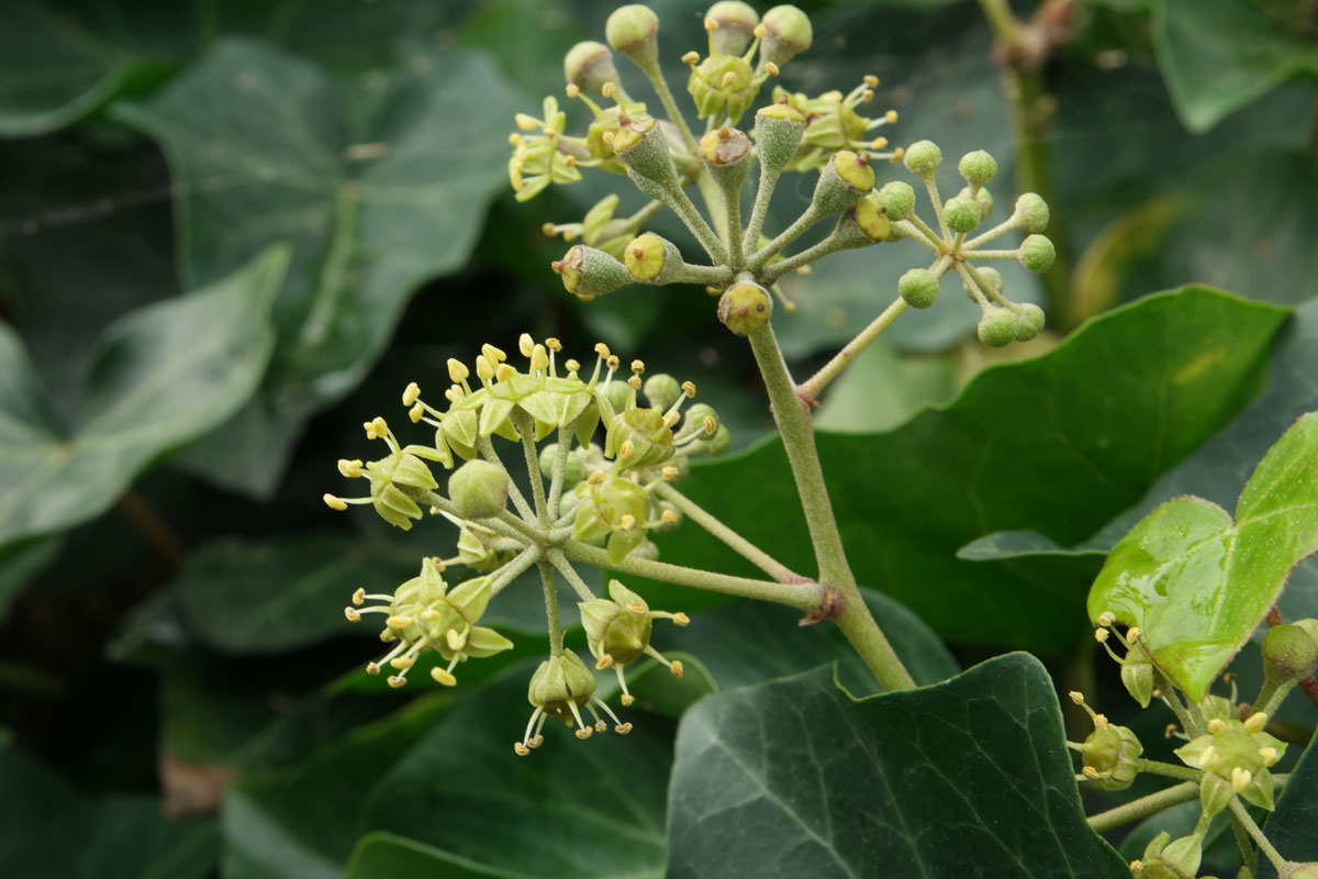 Hedera helix