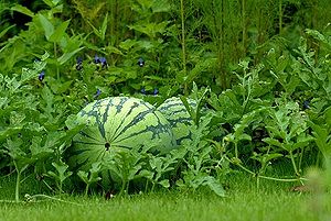 Watermelon